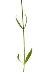 Leafs of lavender flowers, isolated on white background