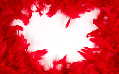 Red feathers. Background of red feathers