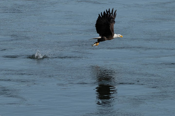 eagle in flight