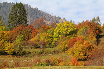 colori d'autunno in Val di Fiemme; Trentino