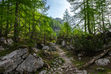 Fototapeta na wymiar Forest Trail in Triglav National Park, Slovenia