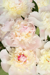 Bouquet of opened small light pink peonies. Closeup