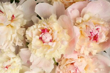 Bouquet of opened small light pink peonies. Closeup