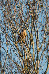 Red Shouldered Hawk