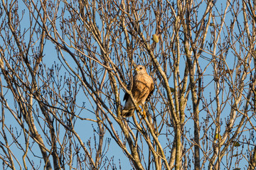 Red Shouldered Hawk