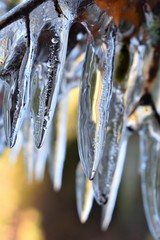 Transparent icicles hanging on a branch on a blurred background in clear day