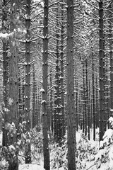 Close up of a forrest of pine trees after a snow storm, B&W vertical