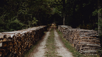 Piste dans la forêt