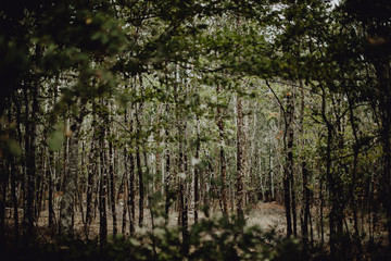 balade dans la forêt