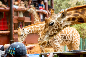 People feeding giraffes in Giraffe Center Nairobi, Kenya