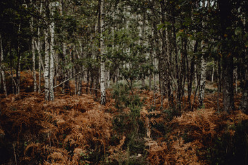 Obraz premium Dans la forêt