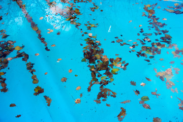 dirty pool water surface autumn leaves floating on the water cleaning and out of season luxury life concept 