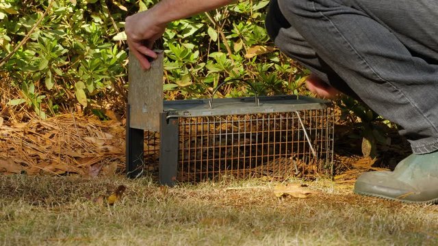 Man setting humane live animal trap. Pest and rodent removal cage. Catch and release wildlife animal control service.