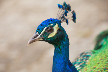 Obraz premium portrait of a peacock