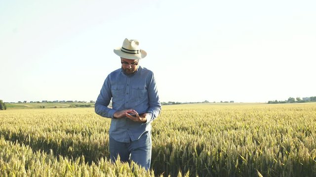 Young farmer checking the wheat ears on field using tablet