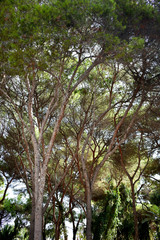 pines tree in the Reina Sofia Dunes park of Guardamar del Segura beach, Alicante. Spain. Europe.