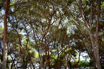 Fototapeta premium pines tree in the Reina Sofia Dunes park of Guardamar del Segura beach, Alicante. Spain. Europe.