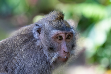 Portrait of Macaque monkey (Macaca Fascicularis), looking to the side. Forest in the background. In the sacred monkey forest, Ubud, Bali, Indonesia.