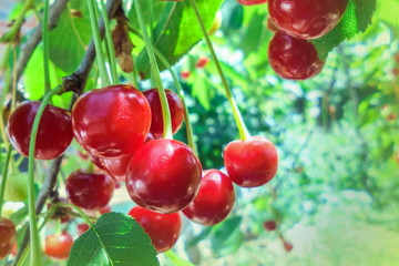 ripe cherries on a tree