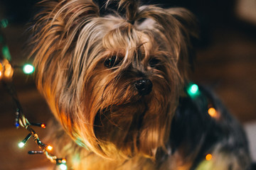  Brown Yorkshire Terrier with a tail on his head and a wet nose looks to the right in the bokeh of the garland