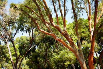 pines tree in the Reina Sofia Dunes park of Guardamar del Segura beach, Alicante. Spain. Europe.