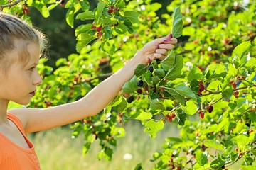 Ripe mulberries berries in hand of little girl