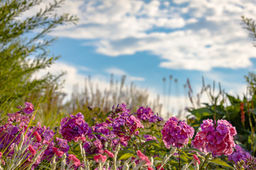 Fototapeta premium Blue sky and beautifull flowers