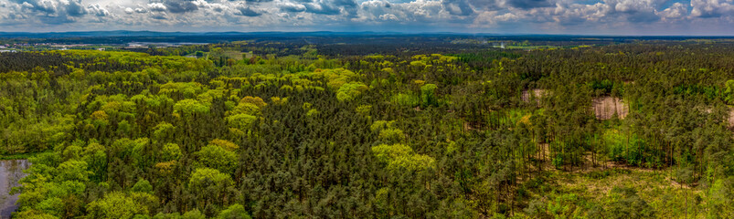 Obraz premium panorama of a forest