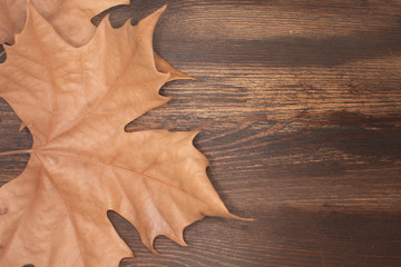 Hoja seca sobre fondo de madera