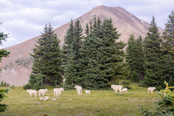 Colorado Mountain Goats #5