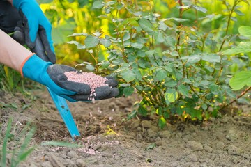 Naklejka premium Granules fertilizer in hands of woman gardener.