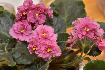 African Violet, Saintpaulia with pink flowers and variegated leaves 
