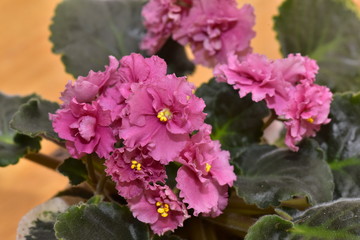 African Violet, Saintpaulia with pink flowers and variegated leaves 