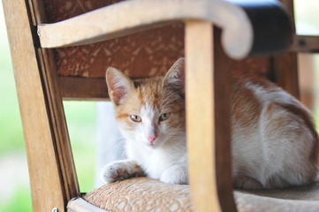 Little kitten laying on a armchair staring at the camera