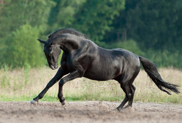 Fototapeta na wymiar Black karachay horse runs free in green field