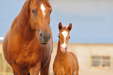 Chestnut mare and foal closeup portrait on blue background