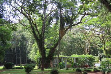 Obraz premium trees in the park