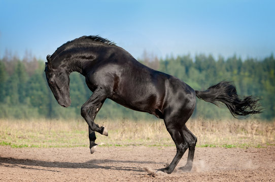 Black karachay horse plays in summer meadow