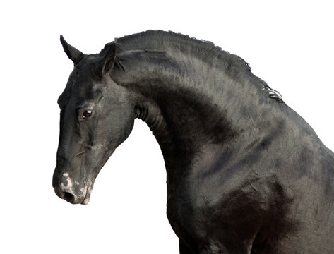 Black Karachay Horse Portrait Isolated On White Background