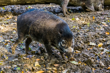 closeup portrait of a visayan warty pig, wild boar, critically endangered animal specie from the...