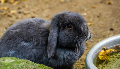 cute portrait of a black european rabbit, Popular domesticated bunny specie © Charlotte B