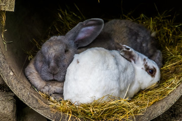 Adorable european bunny couple together, Popular domesticated rabbit specie © Charlotte B