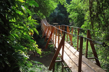 bridge in the forest