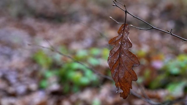 Dance dry leaf in the wind  - (4K)