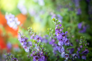 Naklejka premium The background image of the colorful flowers