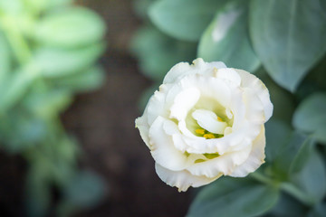 The background image of the colorful flowers