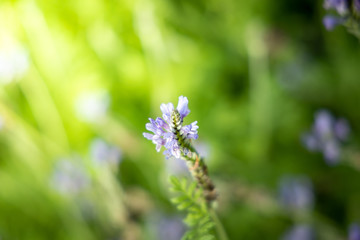 The background image of the colorful flowers