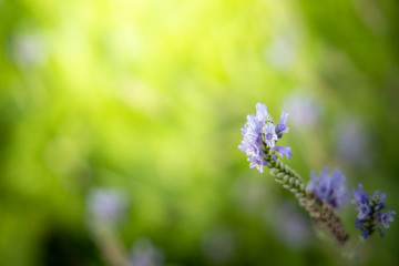 The background image of the colorful flowers