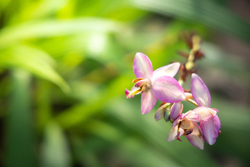 The background image of the colorful flowers
