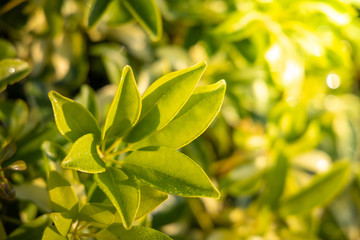 Obraz premium Close Up green leaf under sunlight in the garden. Natural background with copy space.